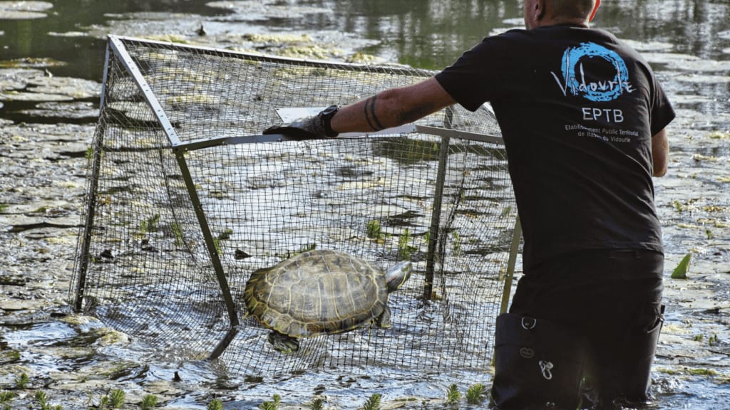 Tortues dans le Vidourle