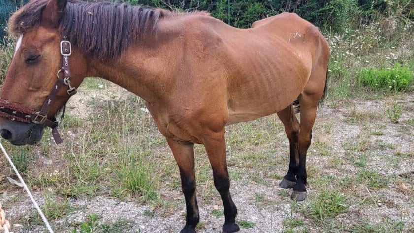 Gard : un poney recherche activement son propriétaire à Clarensac