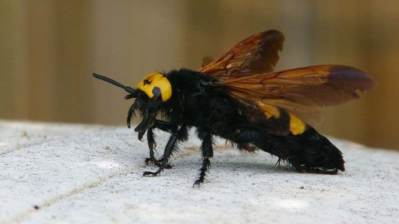 Nature : la Scolie des jardins, à ne pas confondre avec le frelon asiatique !