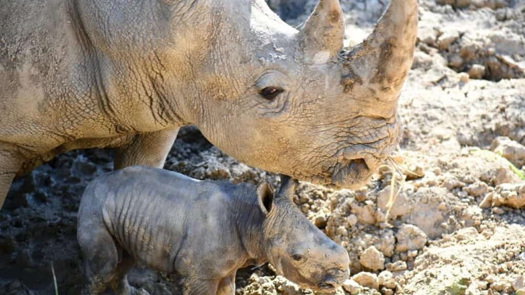 Montpellier : naissance d’un Rhinocéros Blanc au zoo du Lunaret