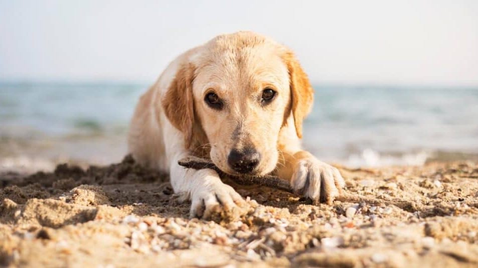 Hérault : les chiens autorisés sur la plage de Marseillan cet été