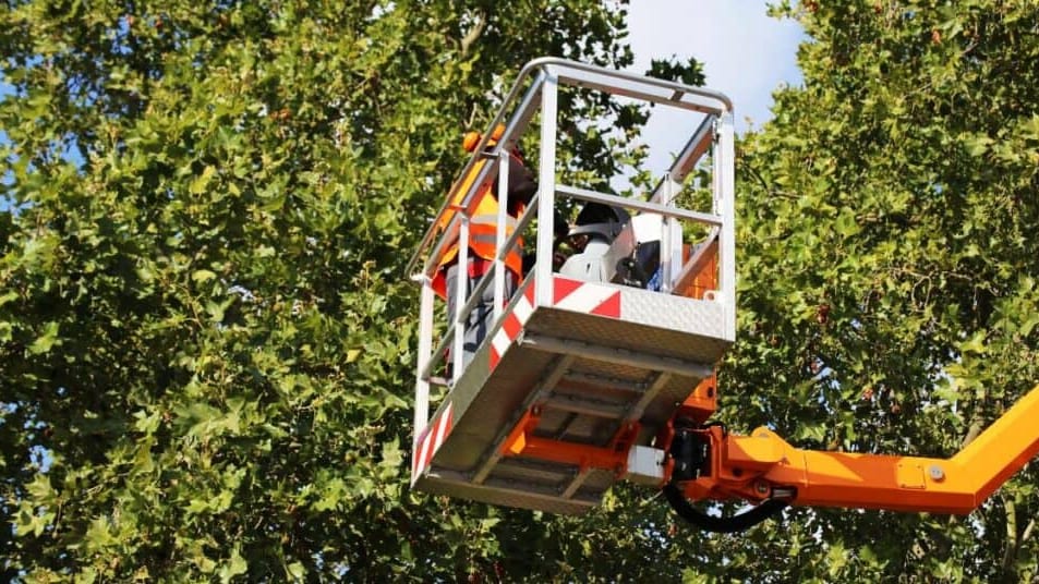 Hérault : des arbres dangereux bientôt abattus et remplacés à Sète