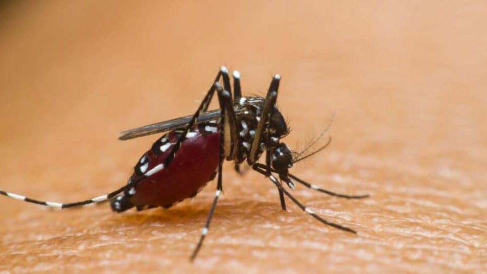 Hérault : cas autochtone du virus de la dengue détecté à Montpellier, le premier de l’été en France