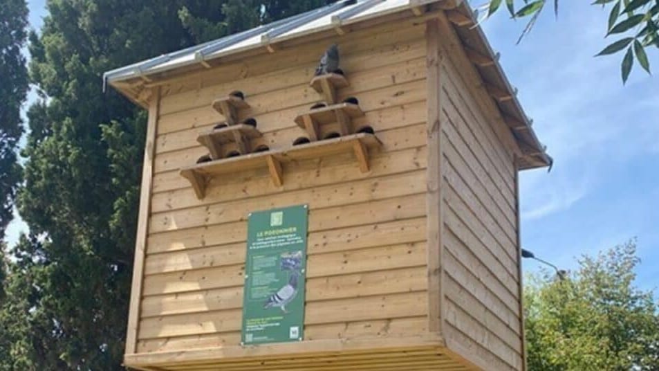 Montpellier : un pigeonnier contraceptif inauguré pour réguler la population en ville
