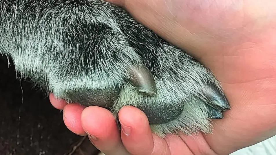 Hérault : des cyanobactéries détectées dans un étang de Pérols, un chien affecté et euthanasié