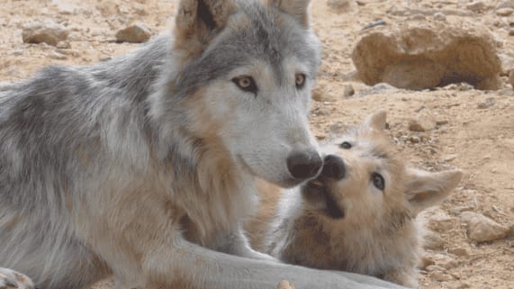 Jeu concours : gagnez vos entrées pour le parc des Loups du Gévaudan en Lozère