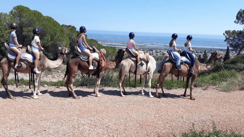 Hérault : une balade en dromadaire à Frontignan ?
