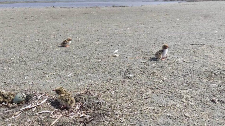 Étang de Thau : rassemblements, chiens et musique interdits près des nids d’oiseaux protégés
