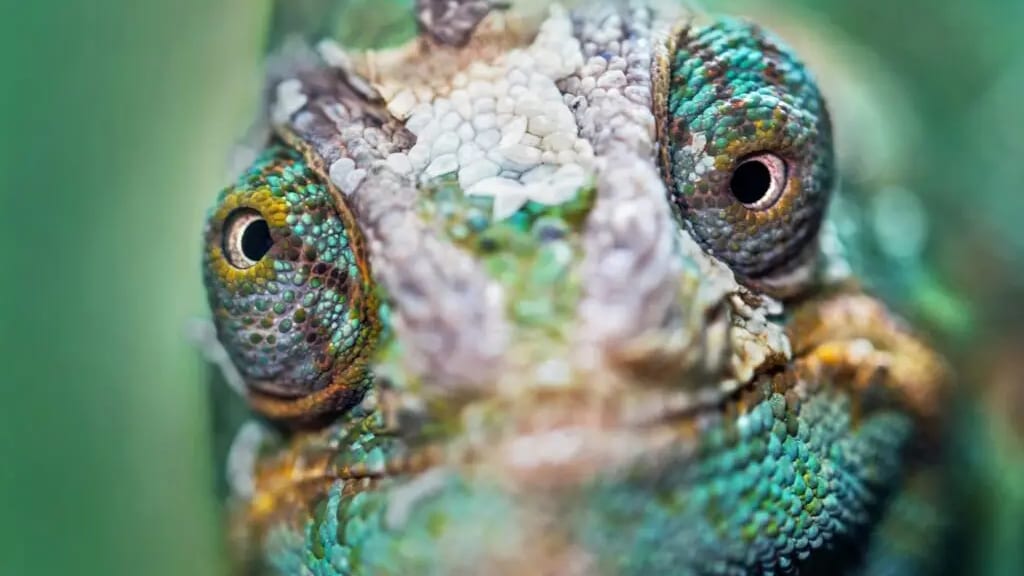Gard : découvrez un monde fascinant lors des Reptiliades à Nîmes