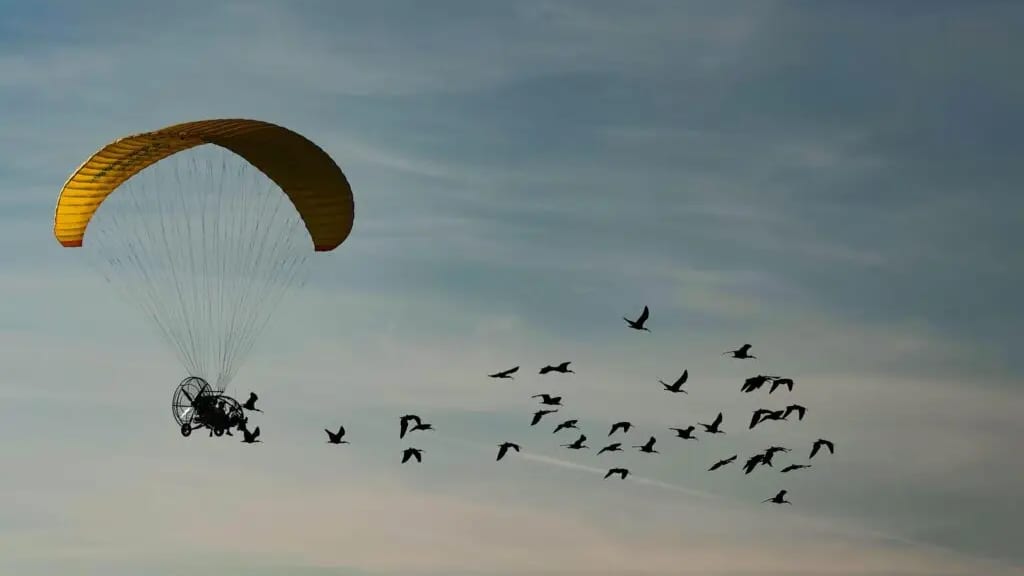 Insolite : à bord d’un engin volant, il apprend aux oiseaux à migrer afin de les sauver