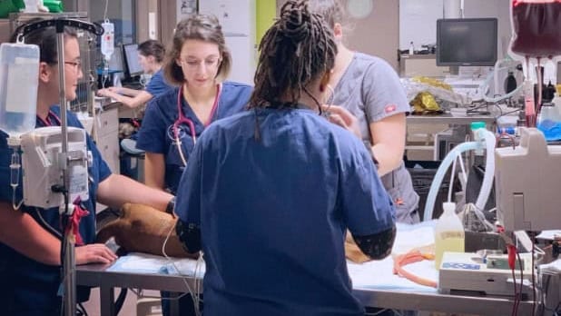 Montpellier : des dons de sang pour sauver les animaux