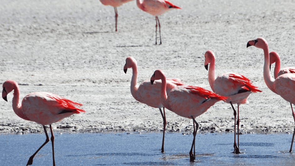 Gard : l’association ‘La Camargue à l’Unesco’ interpelle les pouvoirs publics