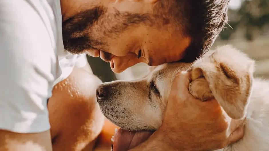 Montpellier : pourquoi des chiens ont été bénis pendant la Saint-Roch ?
