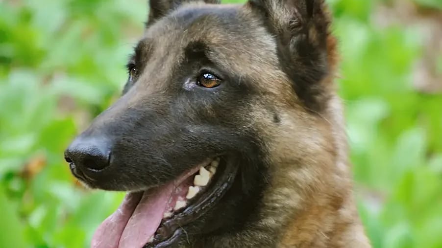 Mort d’Alain Delon : son chien sera-t-il euthanasié ?