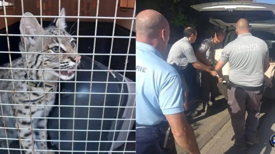 Un lynx roux saisi par les gendarmes