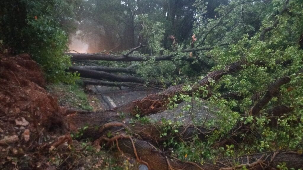 Gard : arbres couchés suite aux orages, des routes coupées ce samedi matin