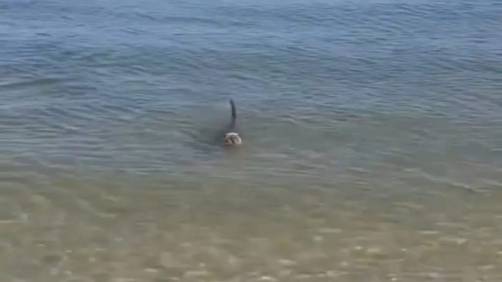 La vidéo d’un requin-chat aperçu à La Grande-Motte devient virale !
