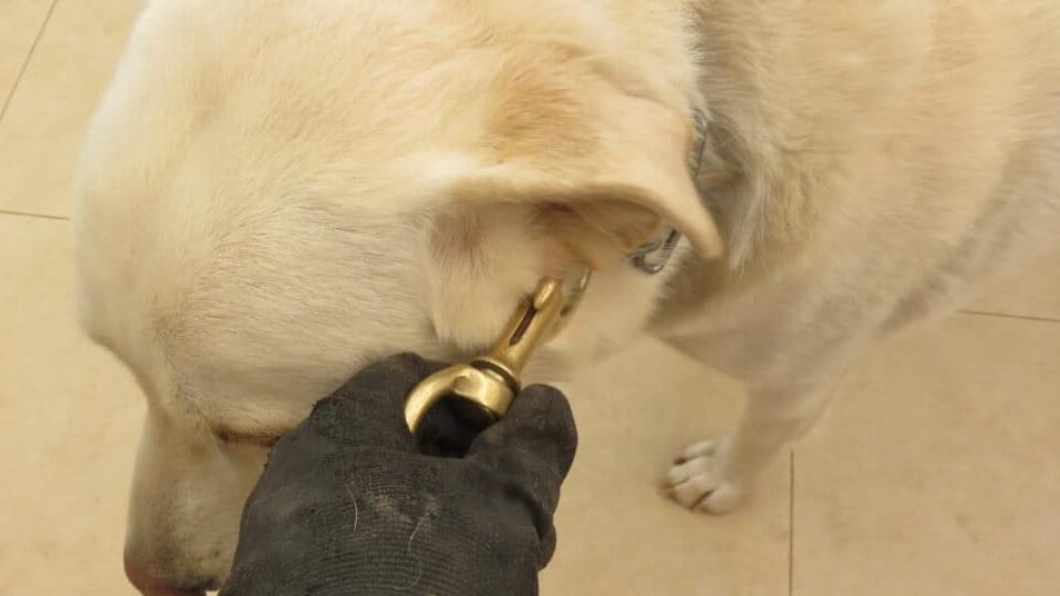 Perpignan : un faux camion de la SPA dérobe les chiens à leurs propriétaires