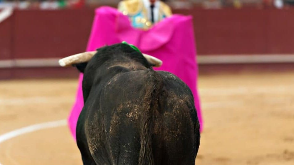 Hérault : corrida interdite à Pérols, le maire s’oppose et fait appel
