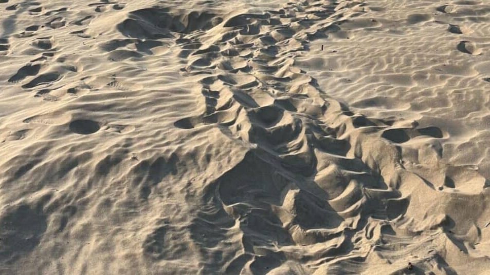 Hérault : une tortue caouanne a-t-elle pondu sur une plage du Cap d’Agde ?