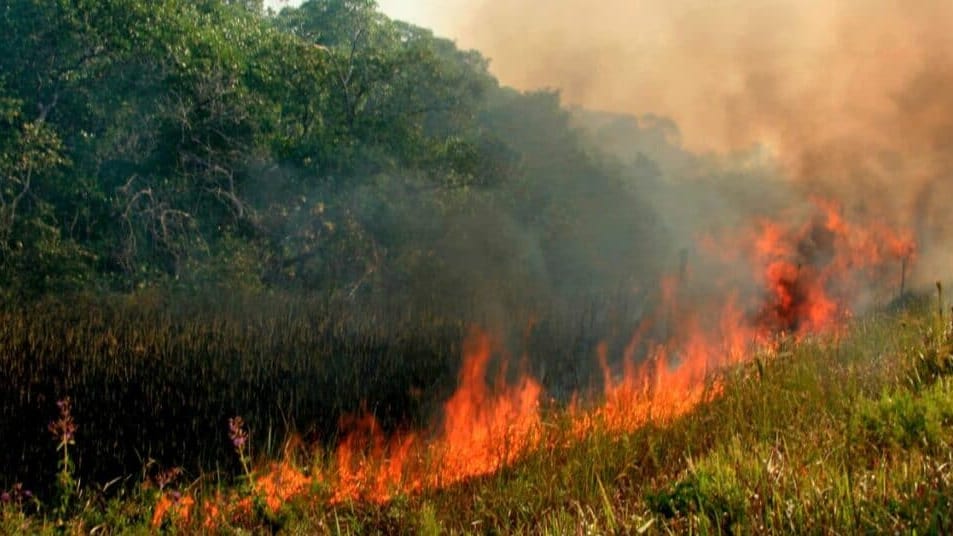 Photo d'illustration - Feu de végétation