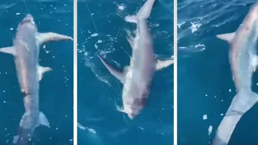 Hérault : pensant pêcher un thon… il attrape un requin de 4 mètres