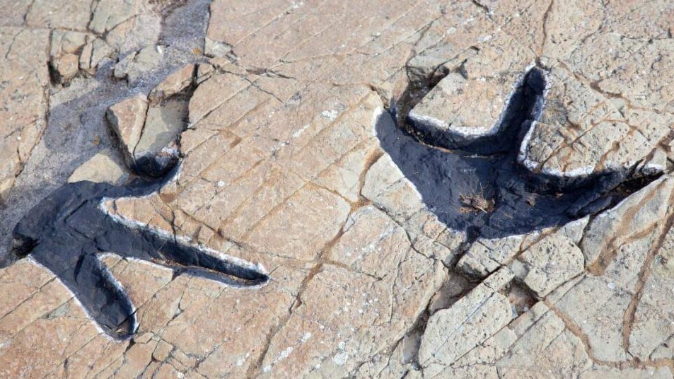 Lozère : 79 empreintes de dinosaures vieilles de 200 millions d’années découvertes