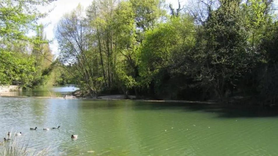 Hérault : une concentration élevée de cyanobactéries présente dans le Lez