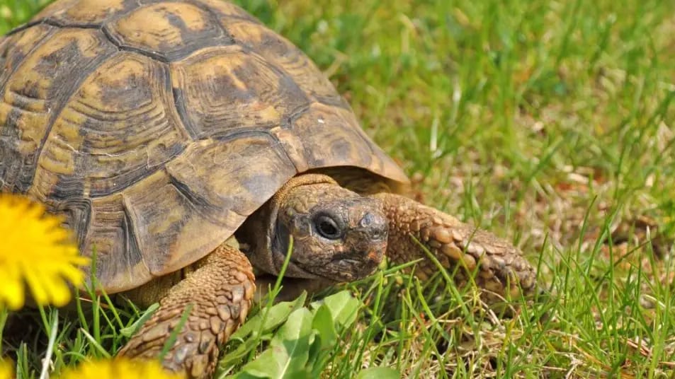 Pyrénées-Orientales : déclarée éteinte depuis 36 ans, une espèce de tortue refait surface