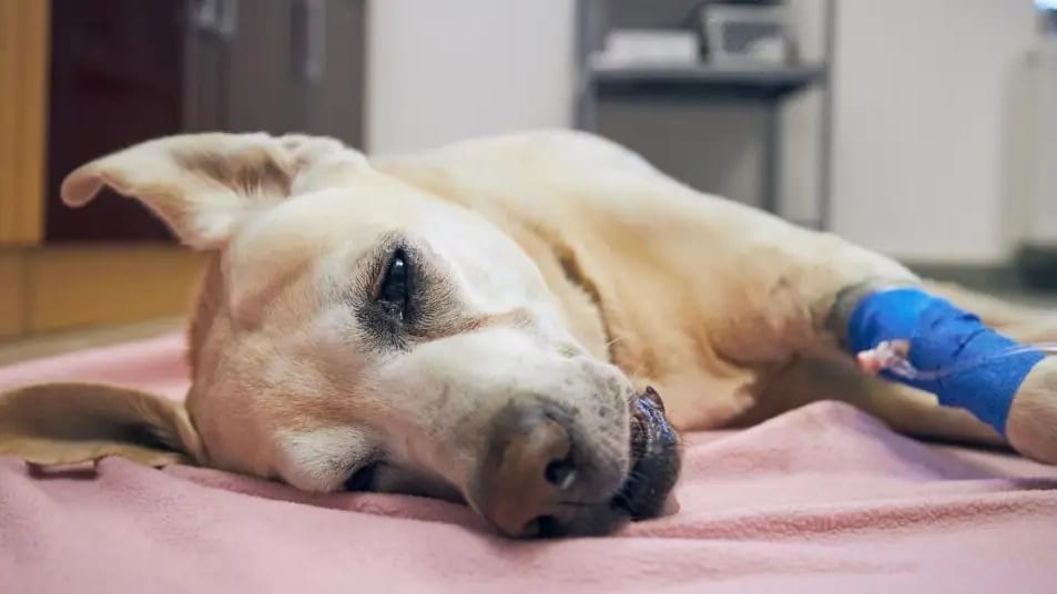 Hérault : un nouveau chien mort intoxiqué par des cyanobactéries à Pérols