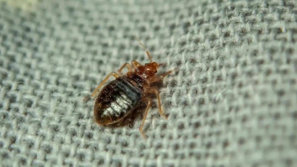 Punaises de lit : la terre de Sommières, la solution miracle ?