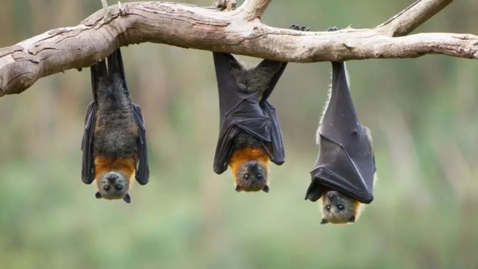 Hérault : Nuit internationale de la chauve-souris à Pézenas, venez les observer