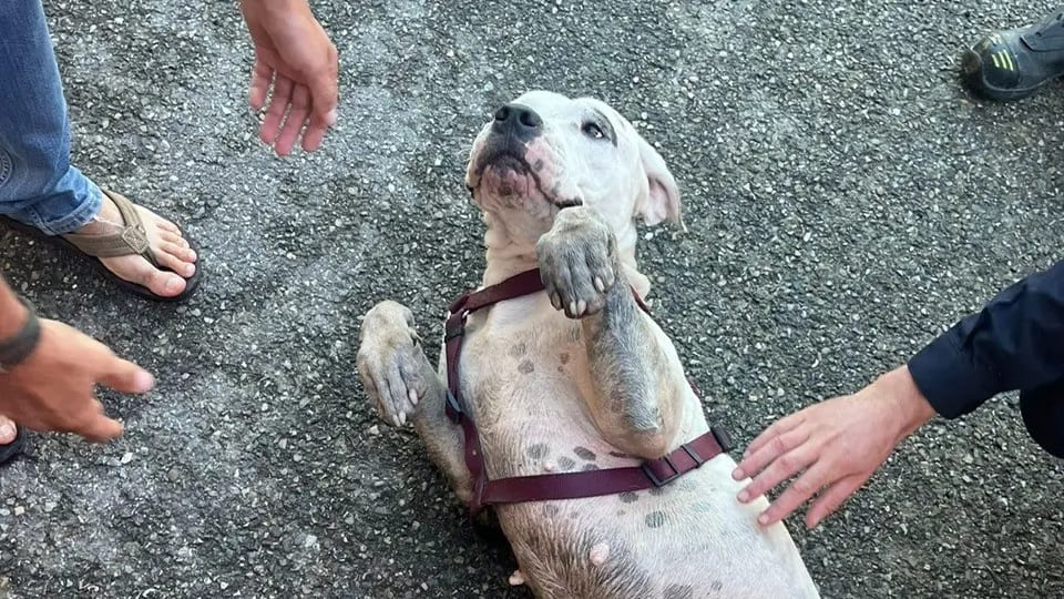 Gard  : 3 chiens coincés dans une roubine finalement sauvés par les pompiers