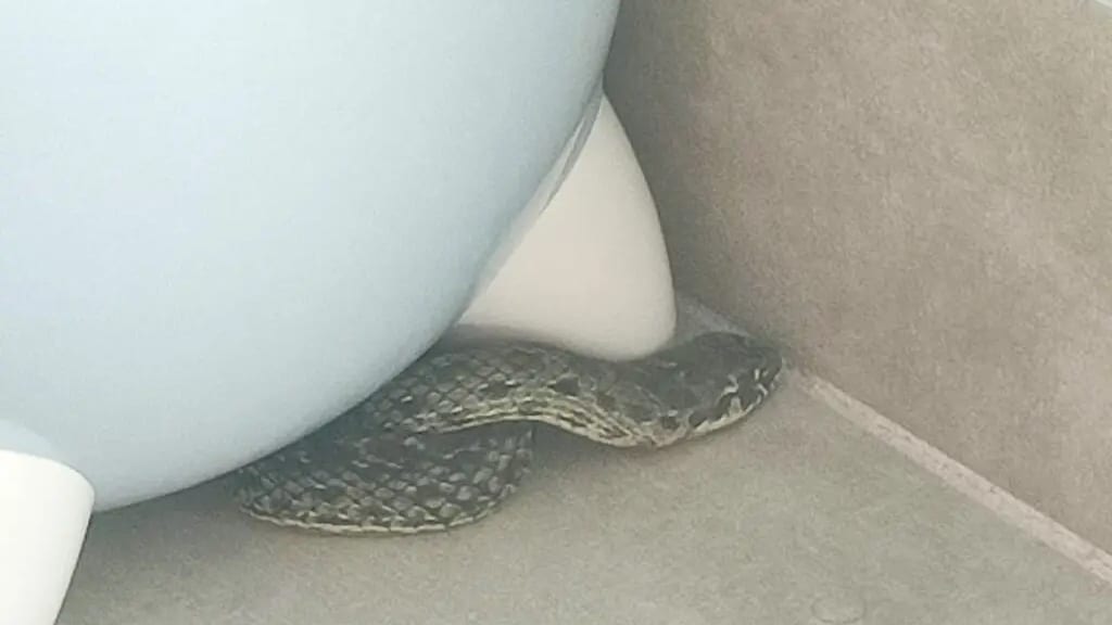 Insolite : une couleuvre trouvée dans la maison d’un Gardois