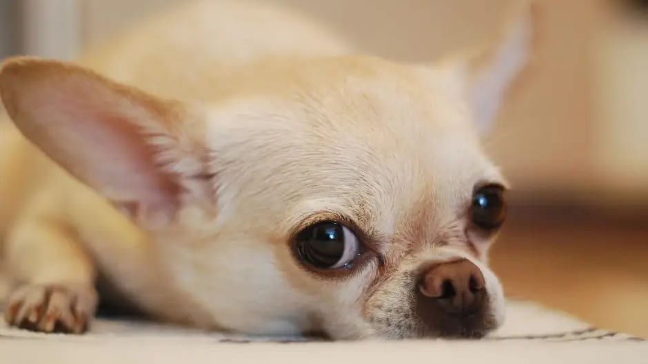 Hérault : un american staff tue un chihuahua à Lunel