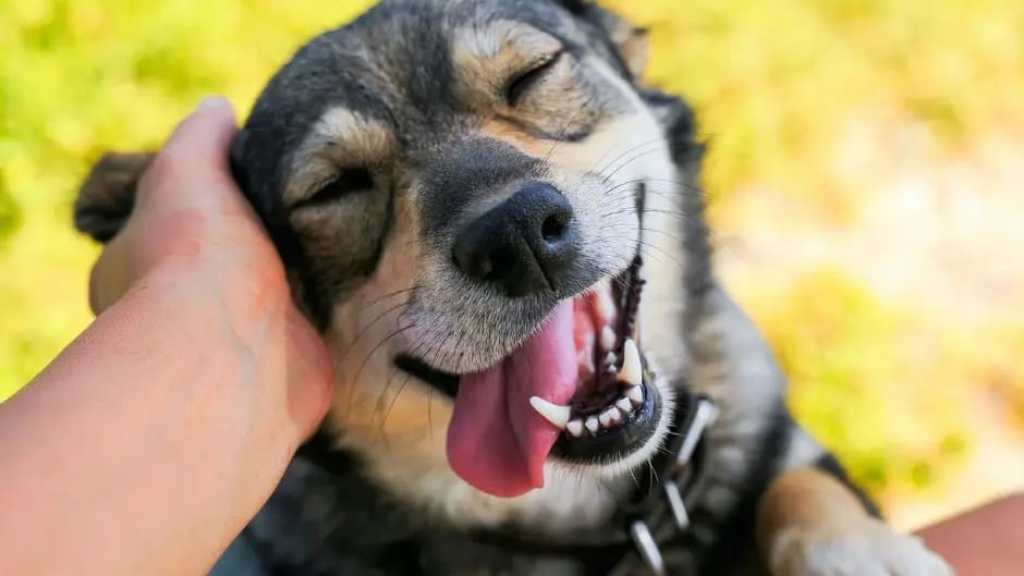 Montpellier : cause animale, 20 associations se réunissent ce samedi