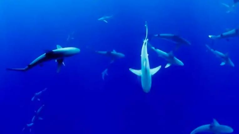 Pyrénées-Orientales : « Splash Lab », une sensibilisation à la fragilité des océans