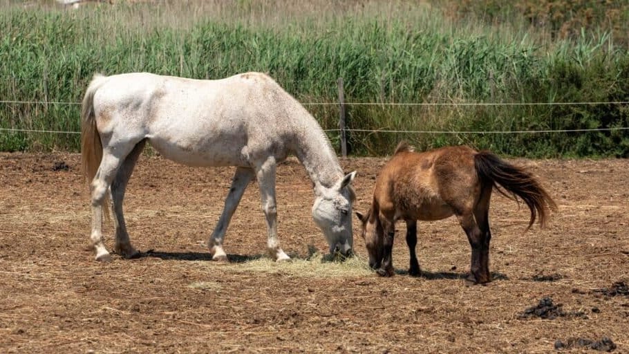 Le virus West Nile en Camargue à l'origine de la mort de deux chevaux