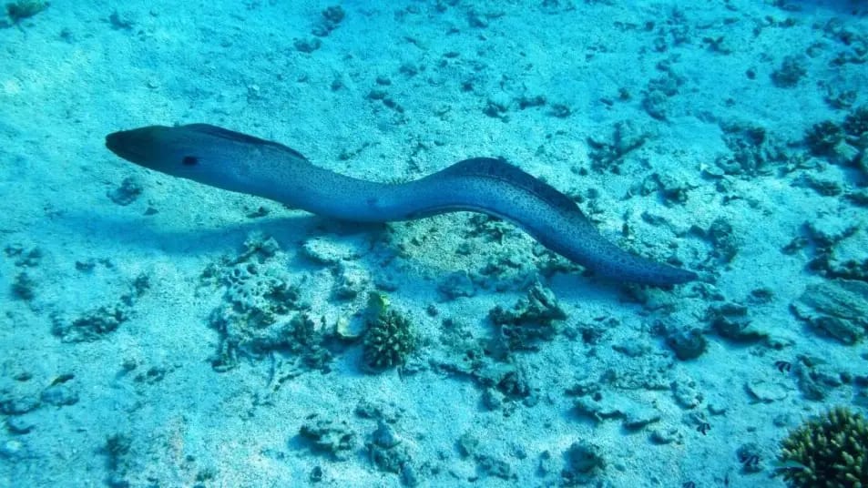 Hérault : les Pescalunades de Lunel, le nouveau rendez-vous maritime
