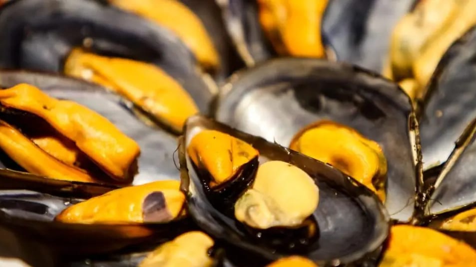 Conso : dates de consommation erronées, bactéries, des moules rappelées partout en France