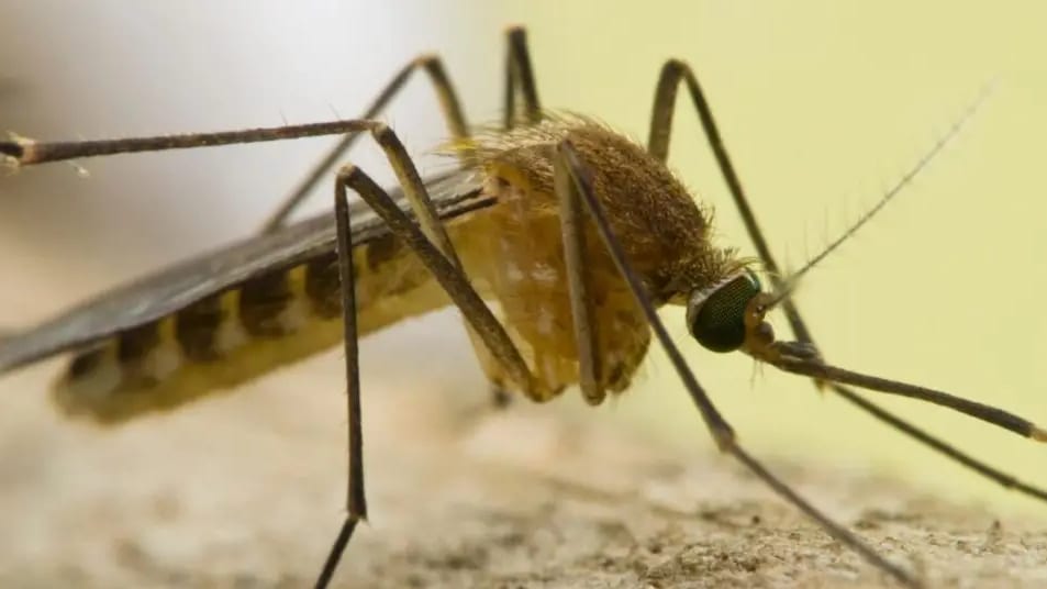 Gard : deux cas autochtones d’infection humaine au virus West Nile détectés à Vauvert
