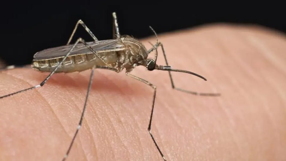 Hérault : deux cas humains du virus West Nile confirmés
