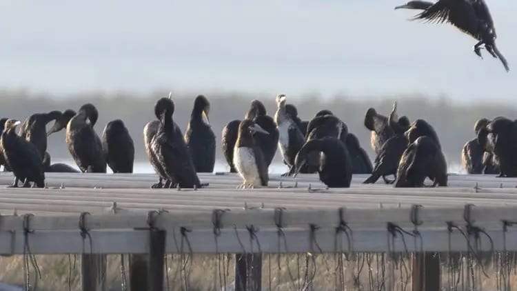 Hérault : une espèce d’oiseau rare observée à Palavas-les-Flots