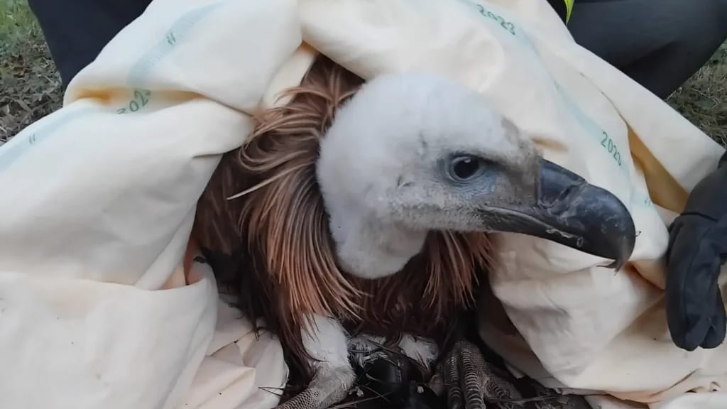 Hérault : des sapeurs-pompiers sauvent un vautour