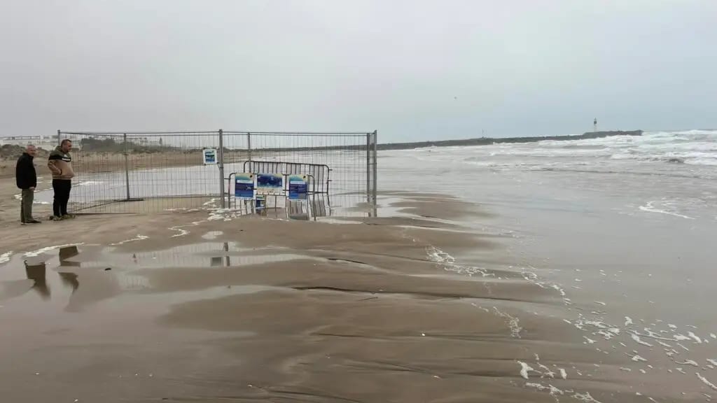 Hérault : les bébés tortues menacés par la montée de la mer au Cap d’Agde
