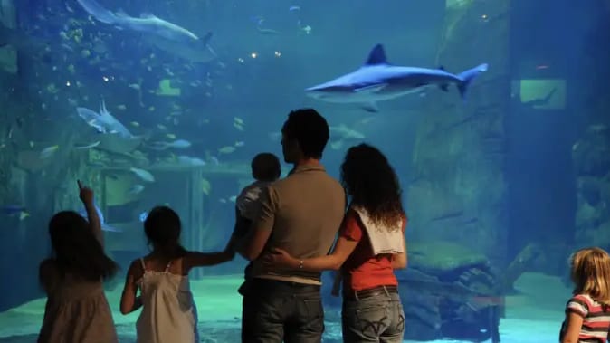 Gard : des vacances de la Toussaint chargées au Seaquarium du Grau-du-Roi
