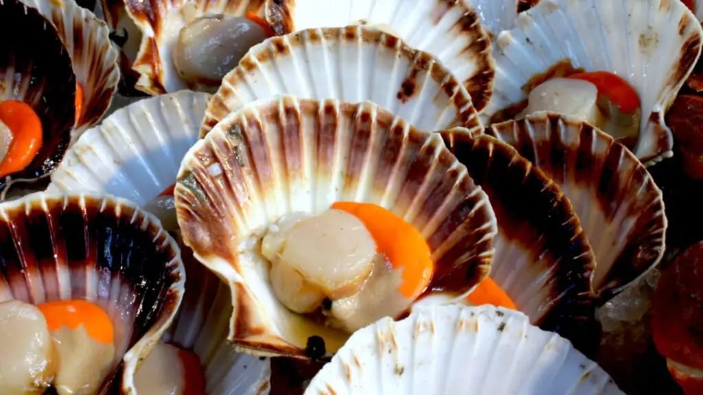 Coquille Saint Jacque à Sète