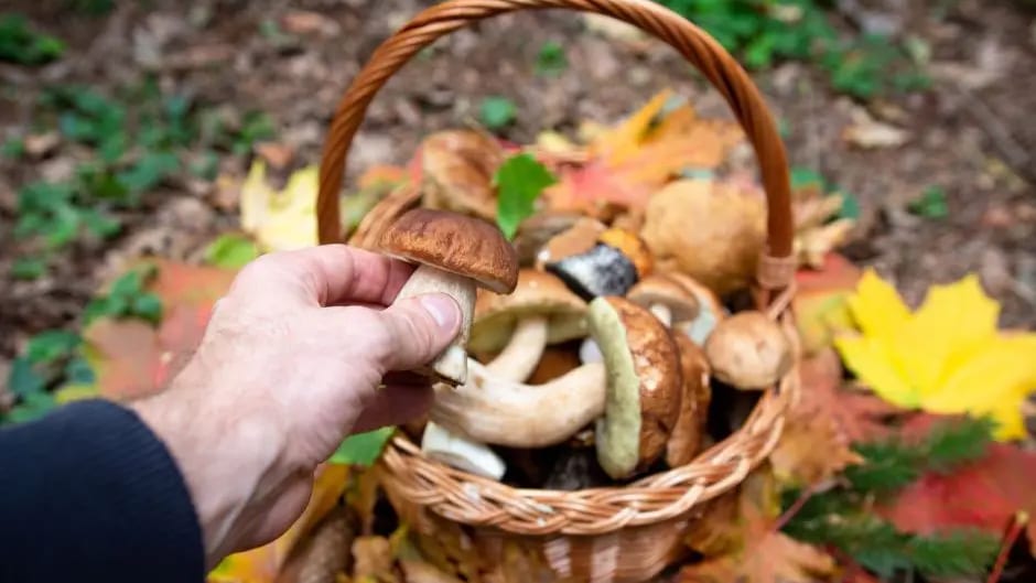 Gard : place au 22ème Salon du champignon à Saint-Jean-du-Gard