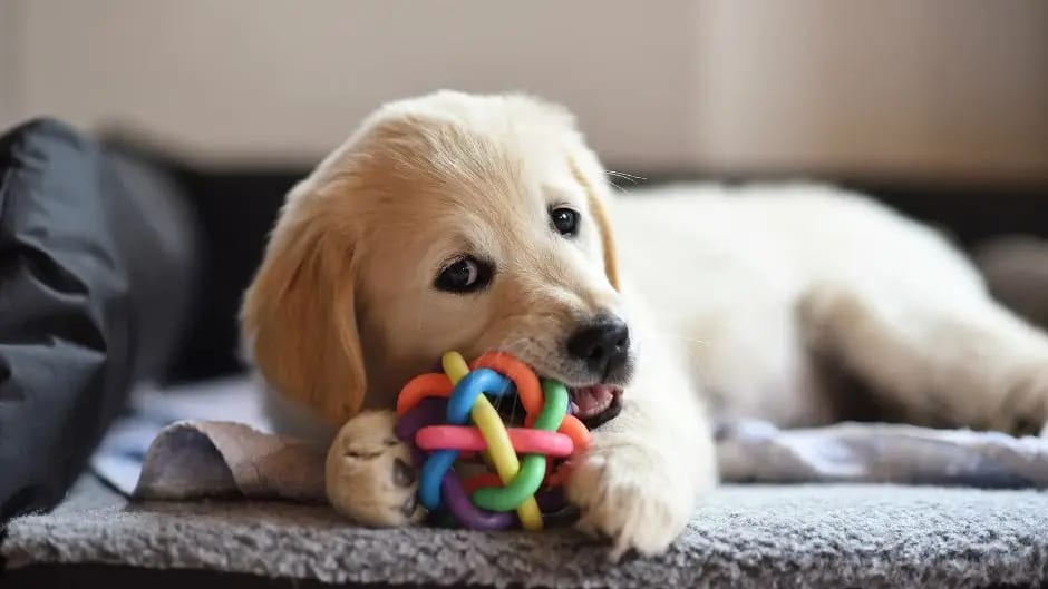 Animaux : un député veut réduire les impôts des propriétaires de chats et de chiens