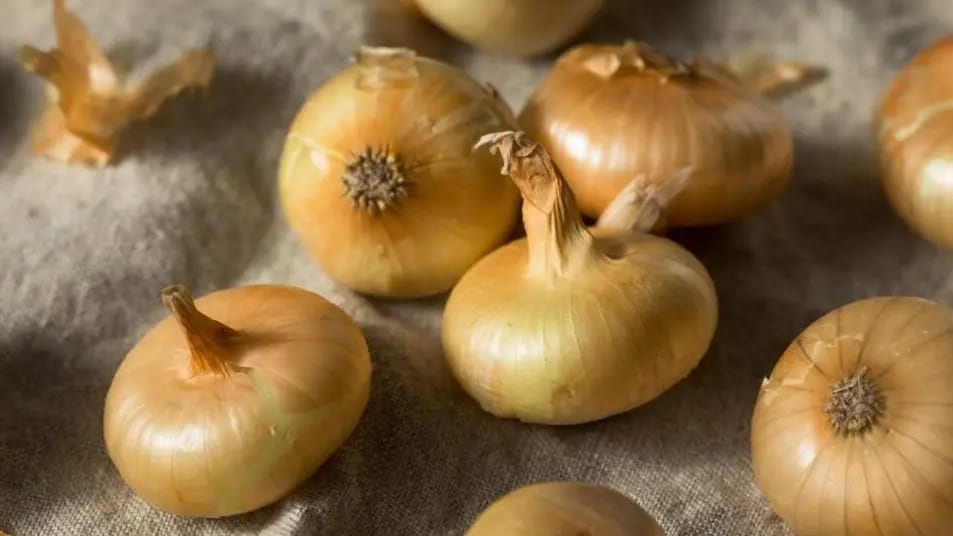 Aude : l’oignon doux de Citou est prêt à être dégusté